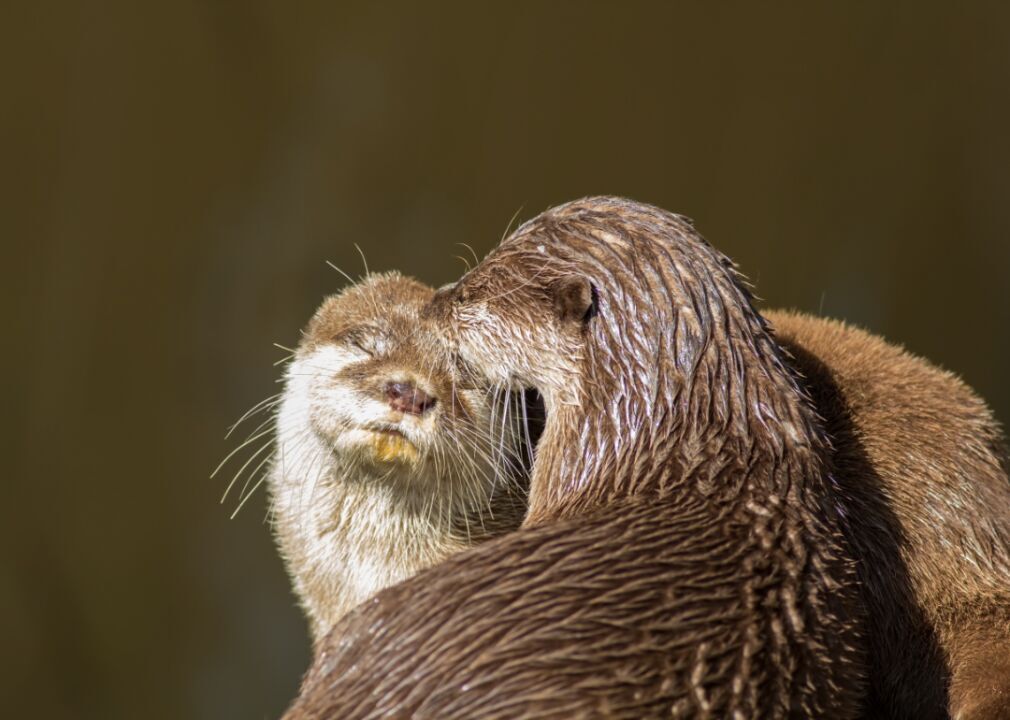Otters